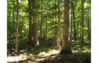 Property photo 5 - 75.5 Acres Offered in 5 Tracts